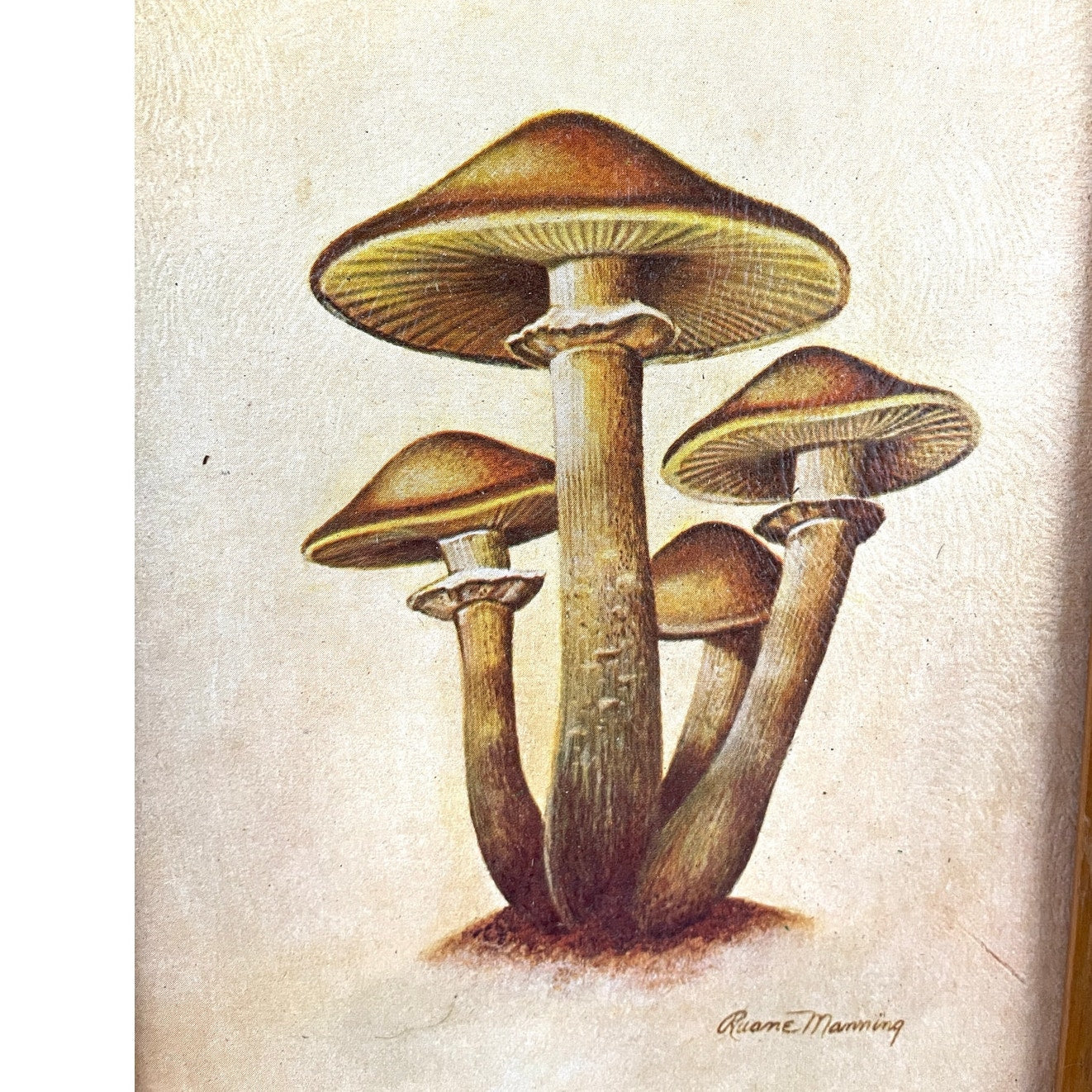 VTG Ruane Manning Study of Mushroom Print Lithograph Framed 7.25"x9.5"