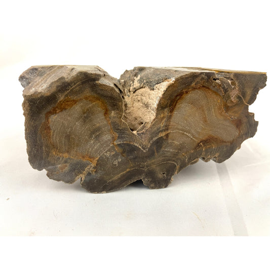 3.4LB Large Natural Petrified Wood Crystal Fossil Shape Specimen Healing